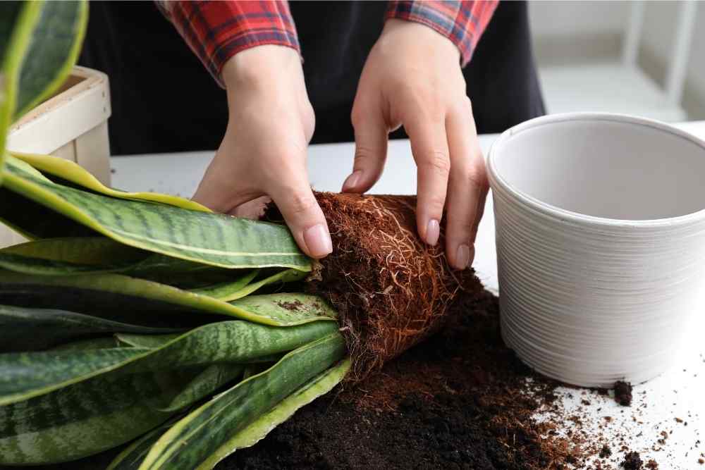 taking plant out of pot