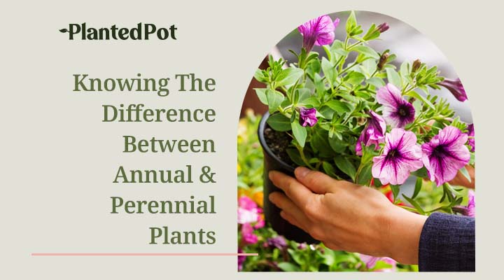 what is the difference between annuals and perennials