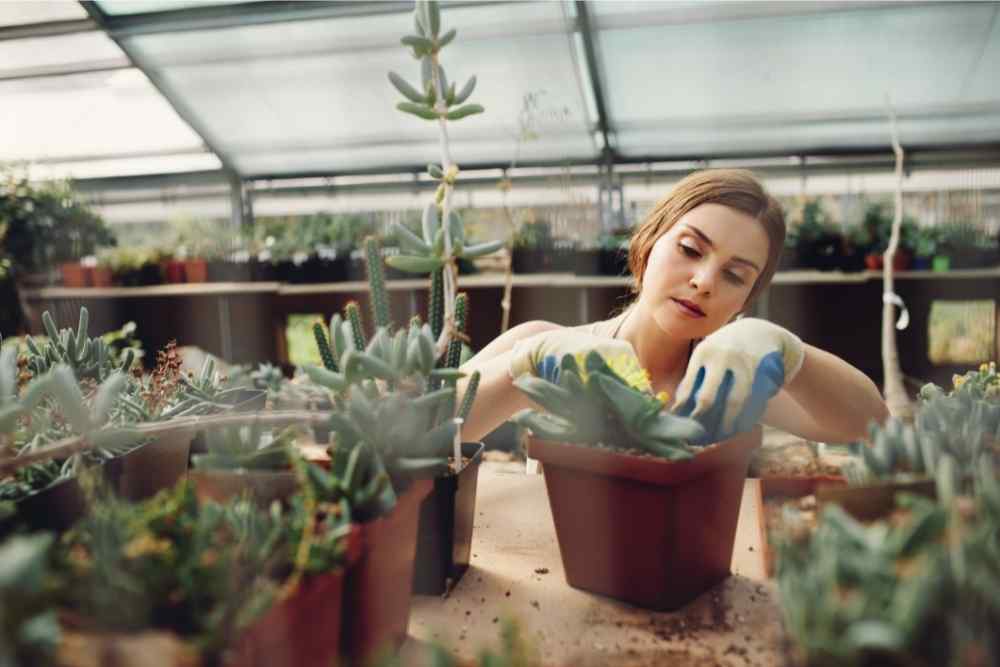 woman inspecting her plant