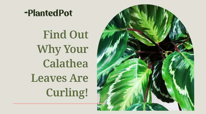 calathea leaves curling