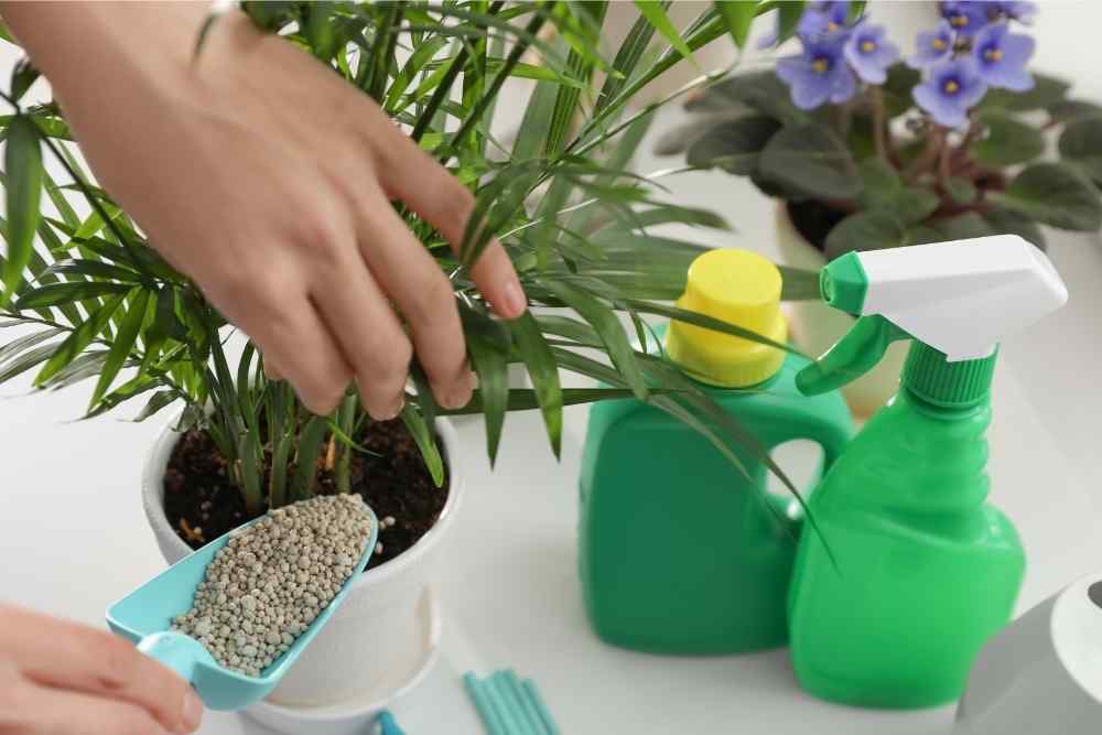 caring for plants with spray bottles