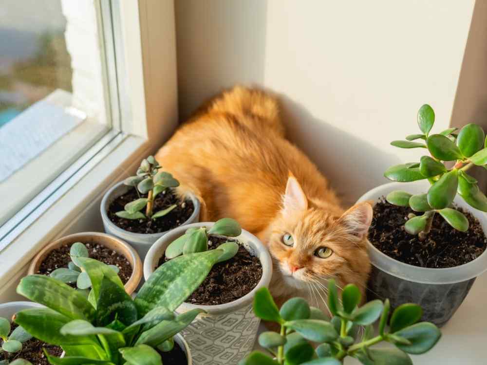 cat safely sitting next to succulent