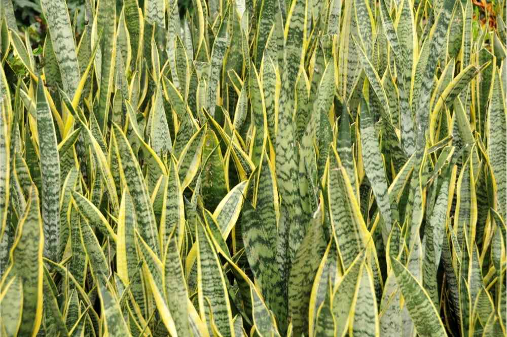close up of snake plant leaves