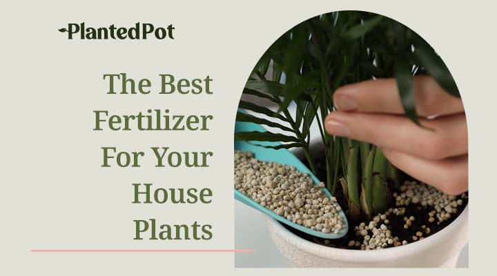 house plant fertilizer