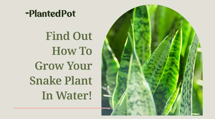how to grow a snake plant in water
