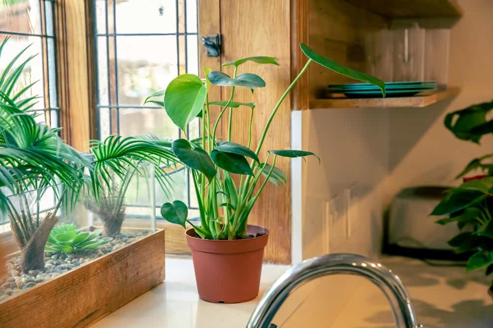large plant in kitchen