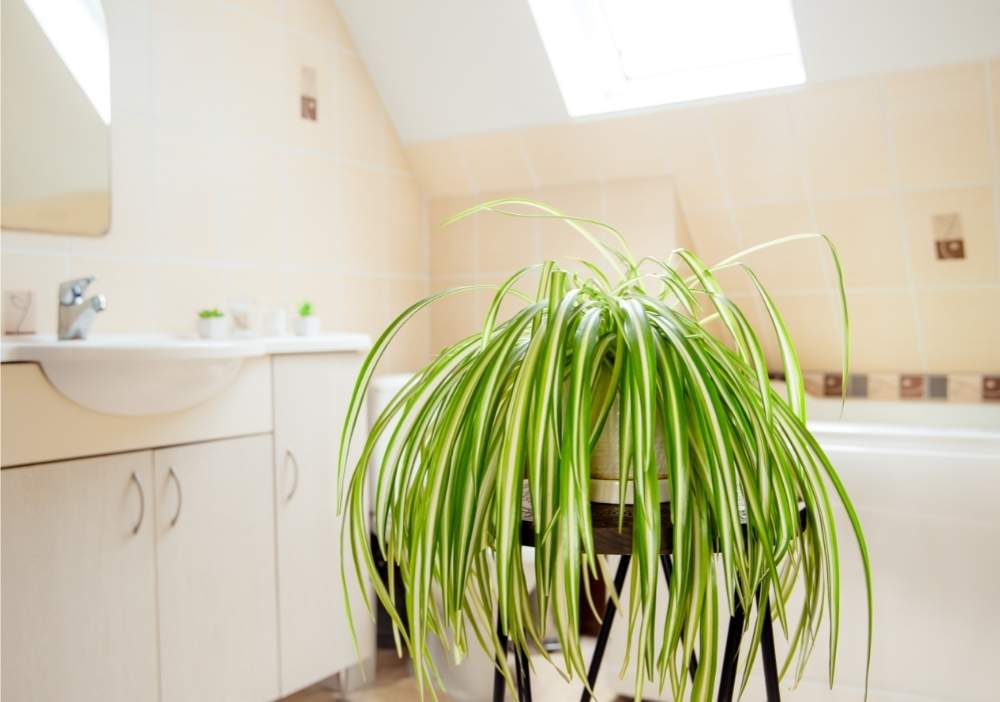 small plant in bathroom
