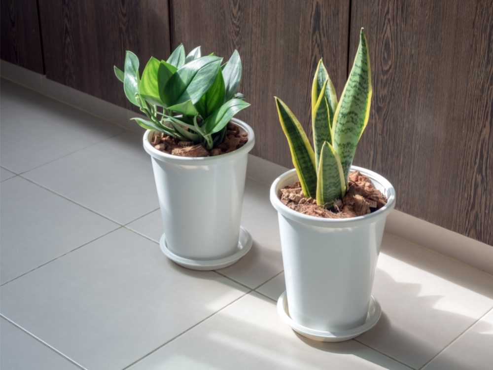 small plants that purify air