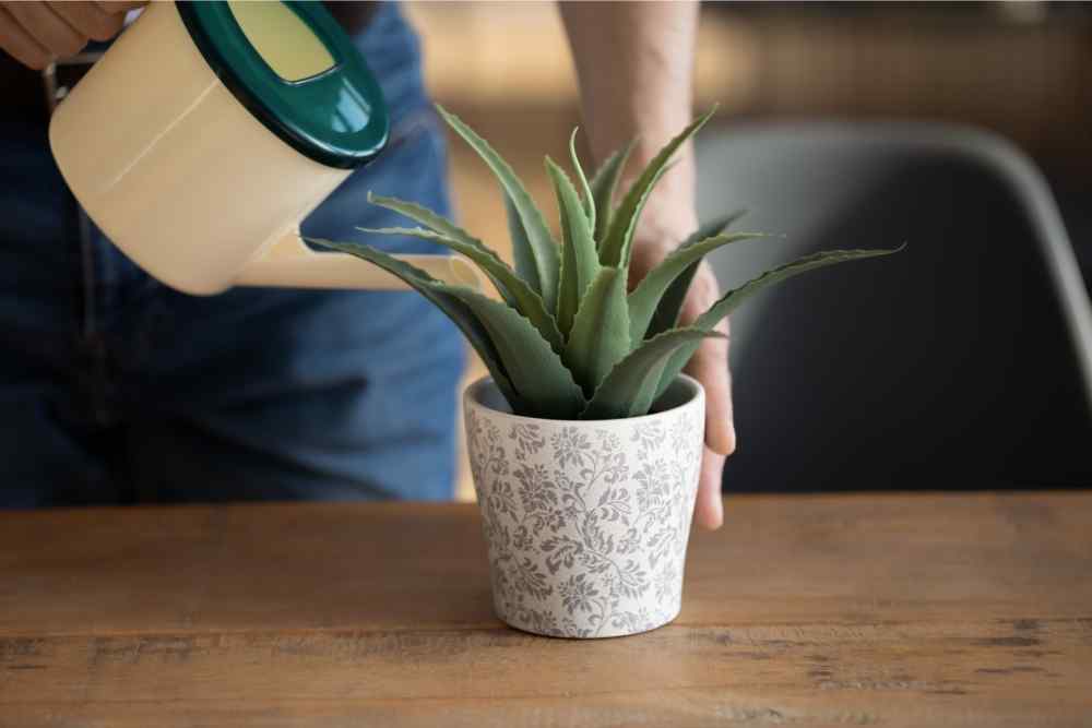 watering a succulent