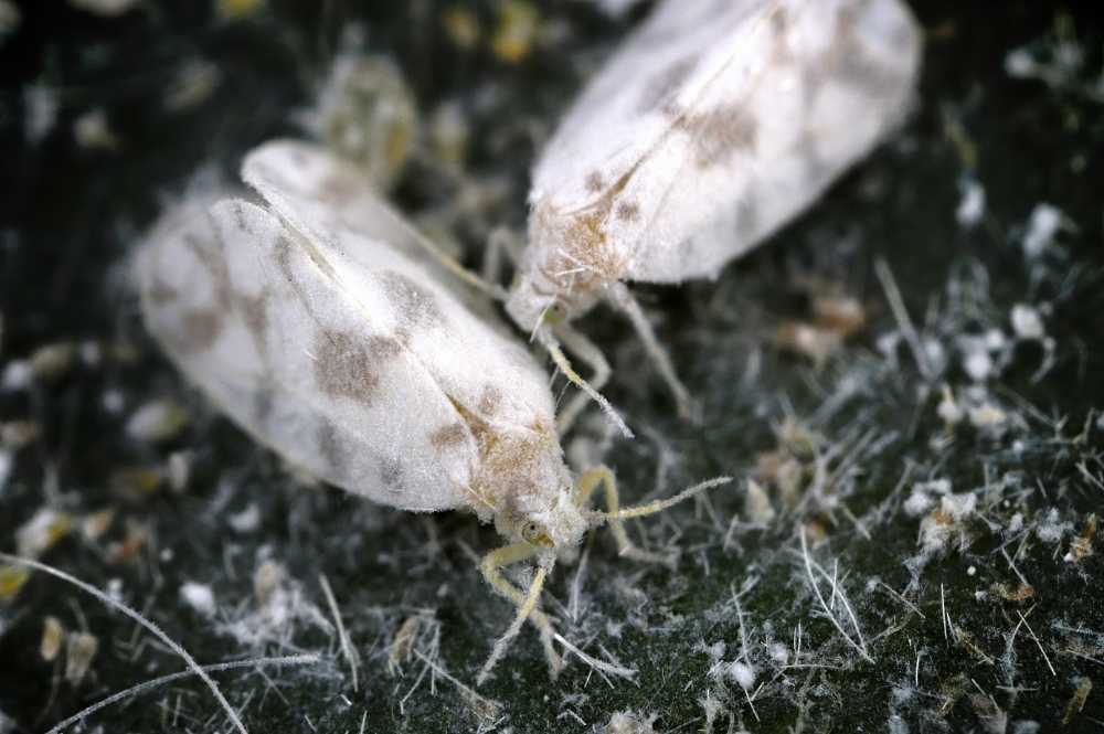 whiteflies close up on plant