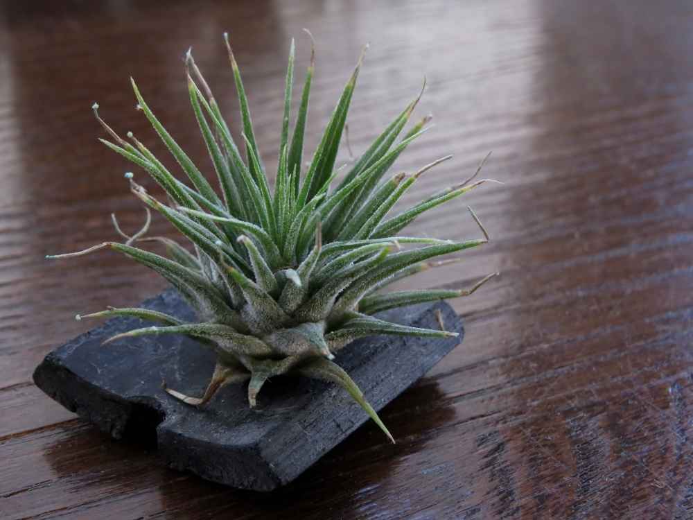 air plant sitting on wooden table