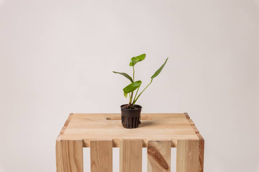 plant on crate