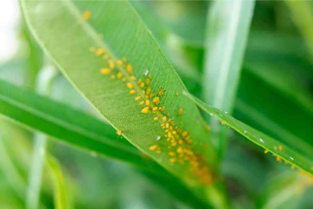 aphids on plant leaves