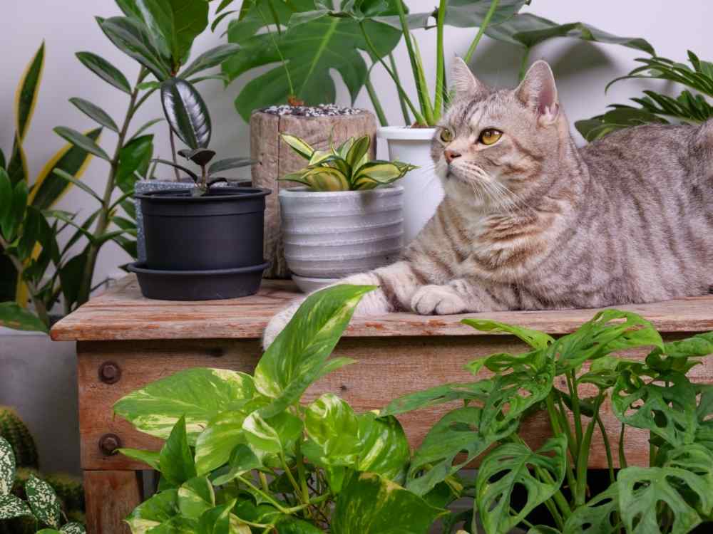cat checking out various plants