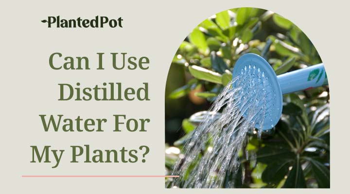 distilled water for plants