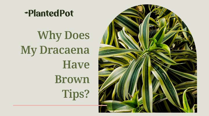 dracaena brown tips