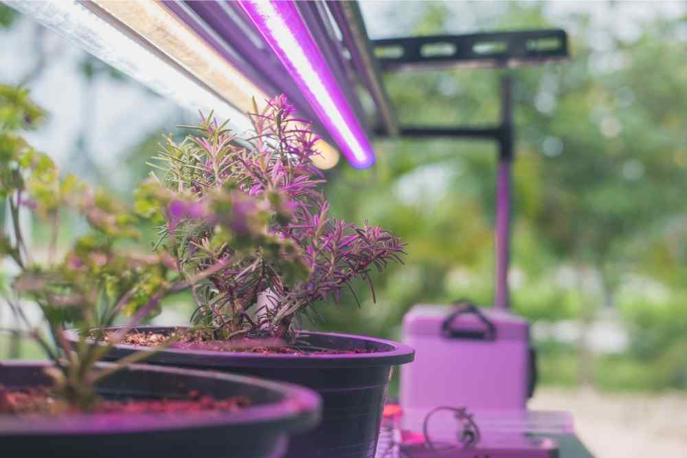 house plants underneath grow light