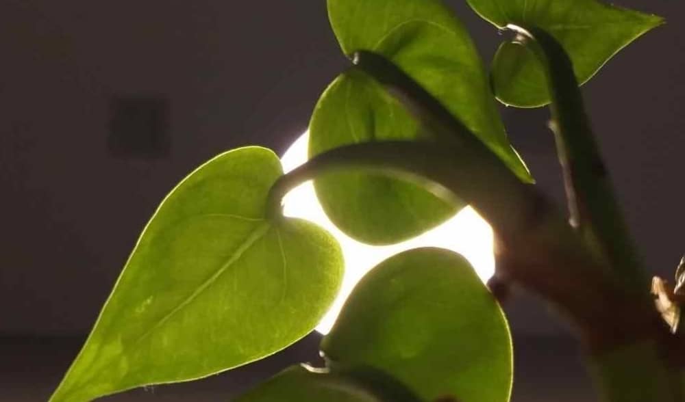 leaves in front of indoor light