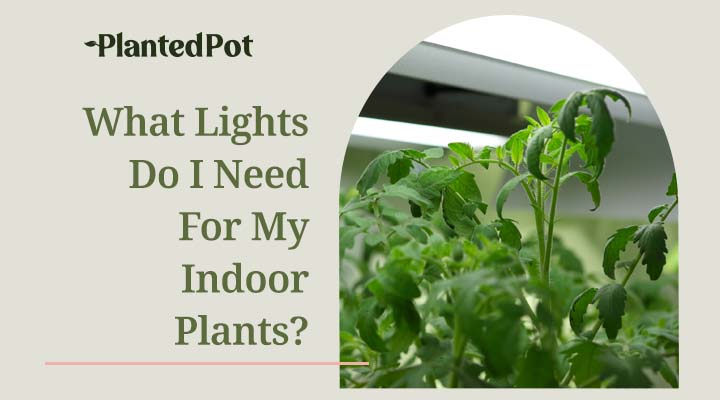 lights for indoor plants