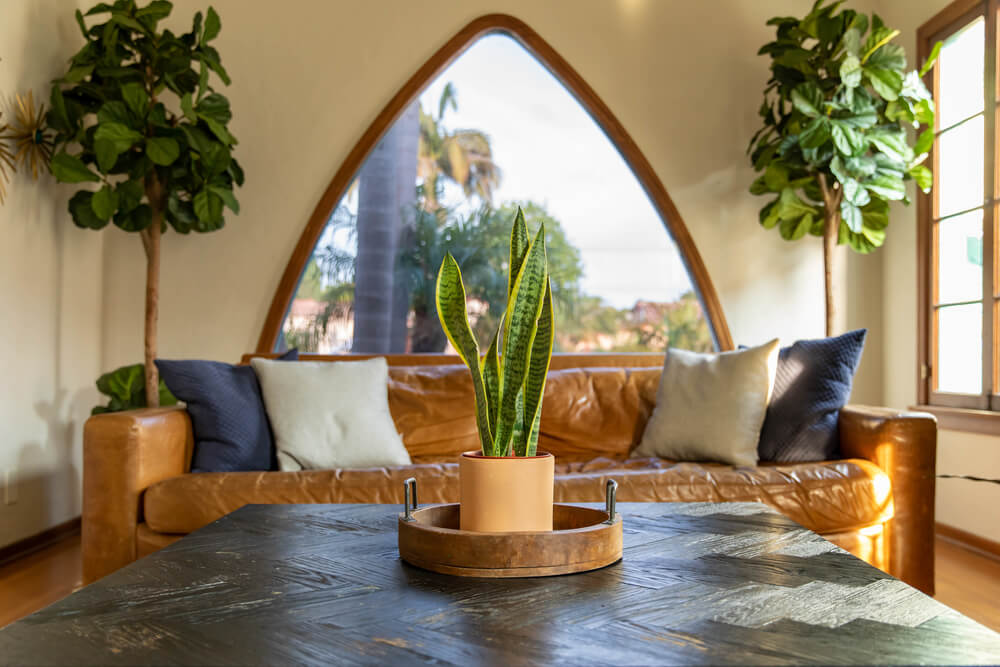 snake plant in stylish living room