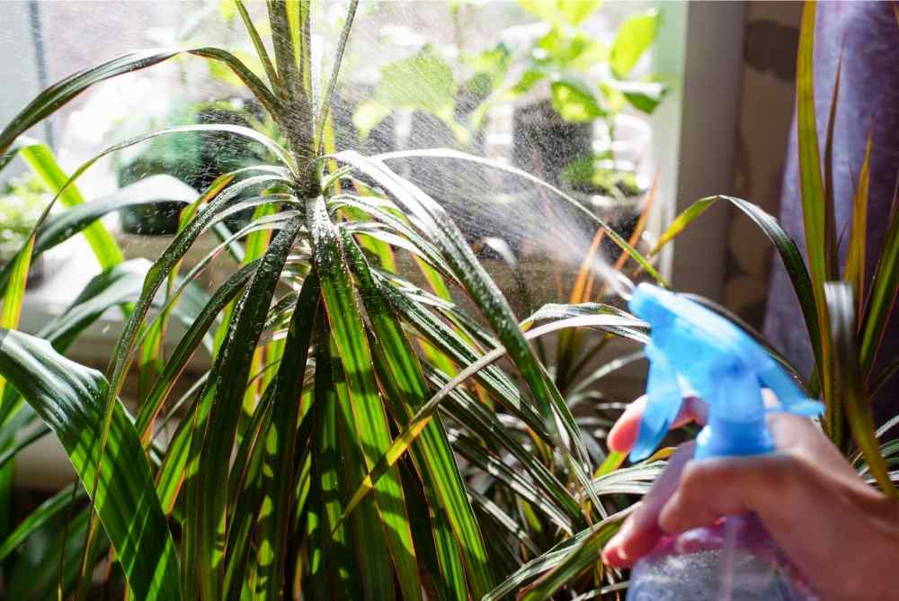 spraying dracaena plants with water