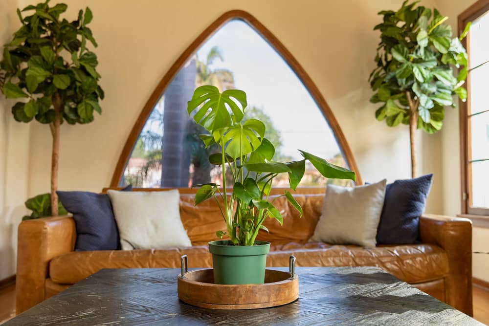 tropical houseplant on table by window