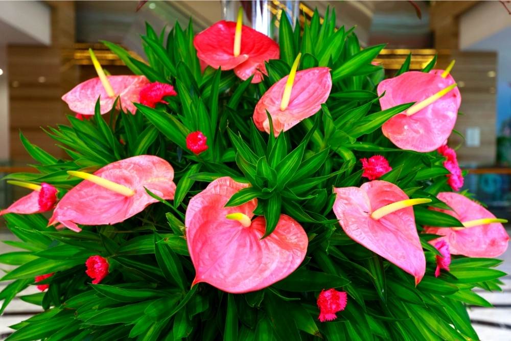 anthurium plant with beautiful flowers