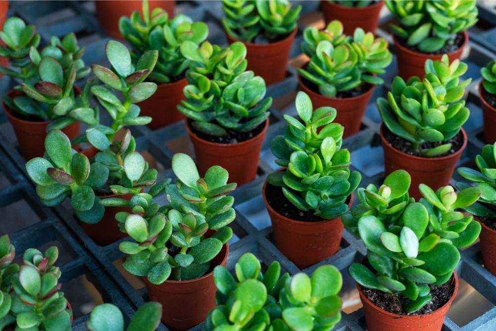 group-of-succulents-lined-in-row