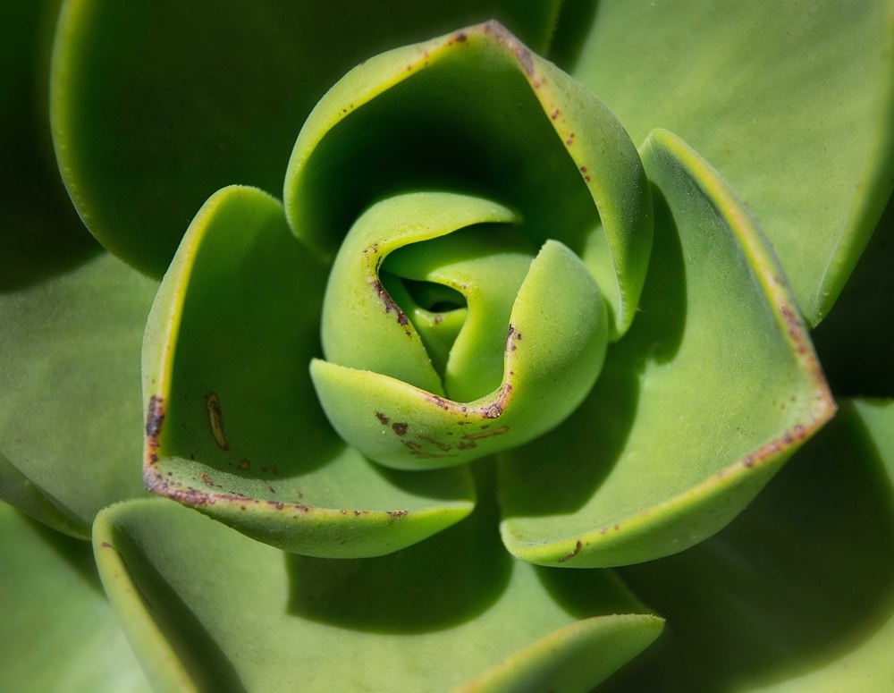 jade-succulent-up-close