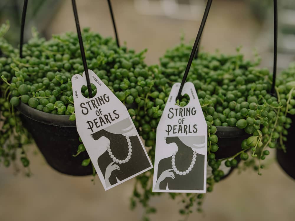 string of pearls in pots