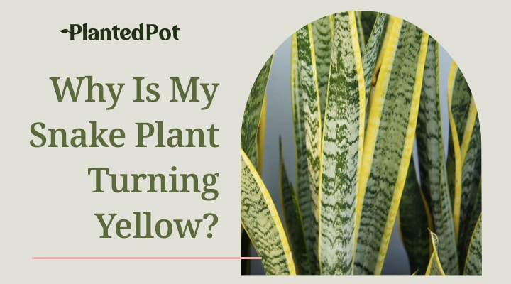 why is my snake plant turning yellow