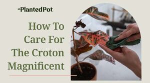 Croton-Magnificent