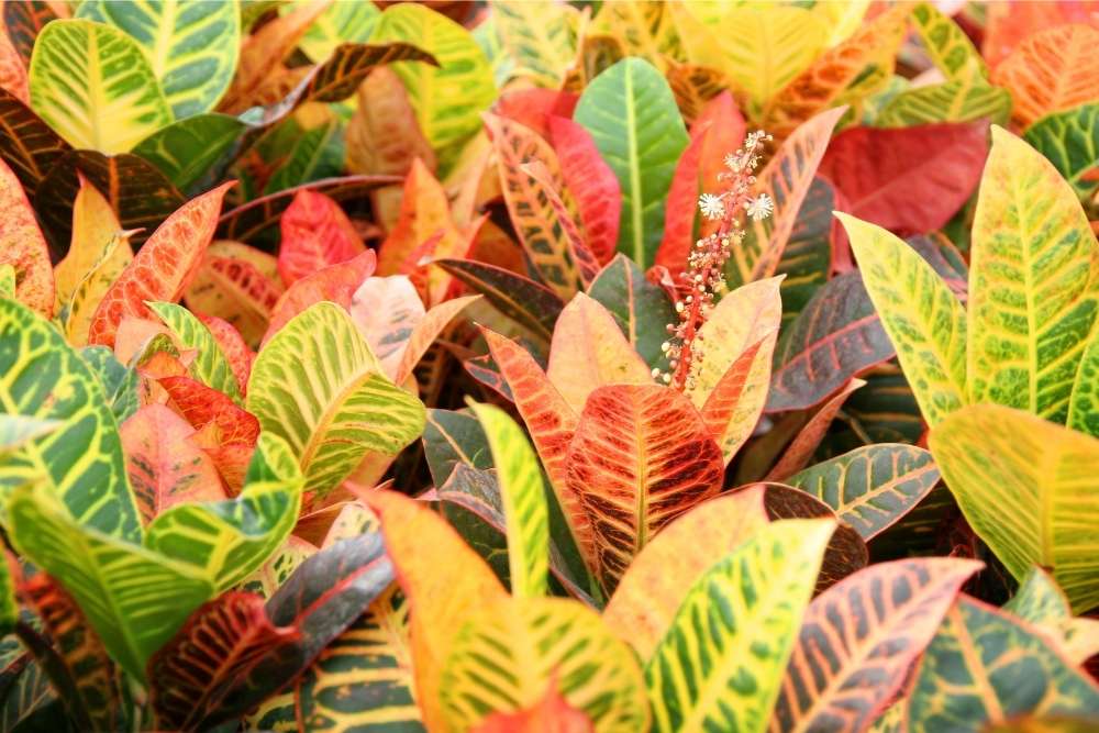 collection-of-multicolored-crotons