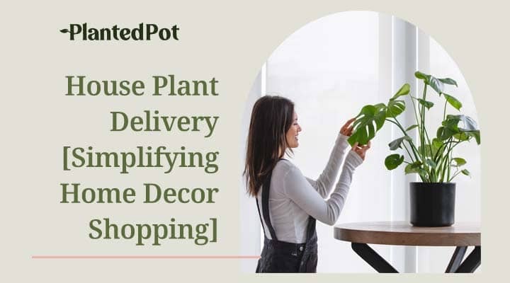 house plant delivery
