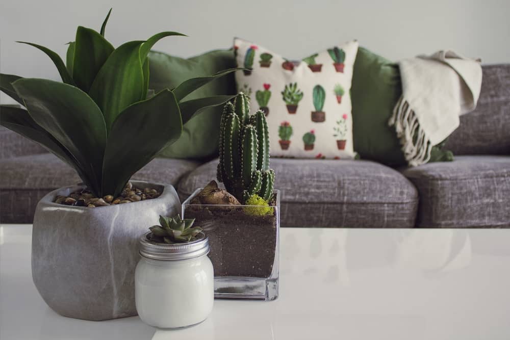 succulent in box planter in living room