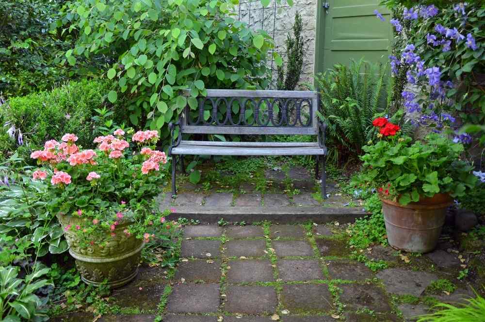 colorful geraniums on patio with bench