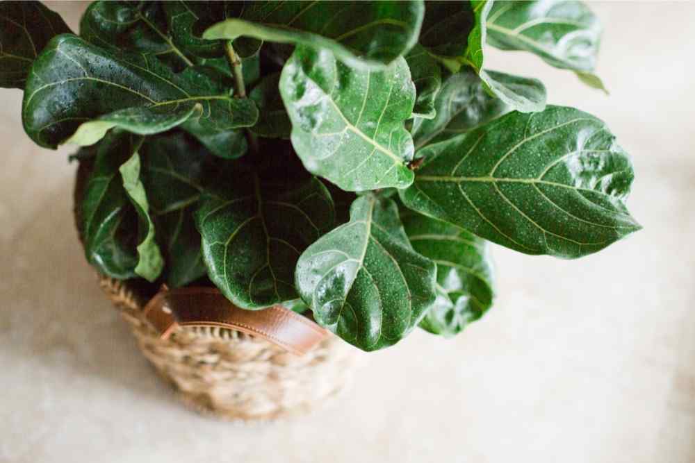 fiddle leaf fig in wicker planter