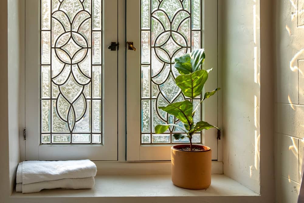 fig tree in front of a window