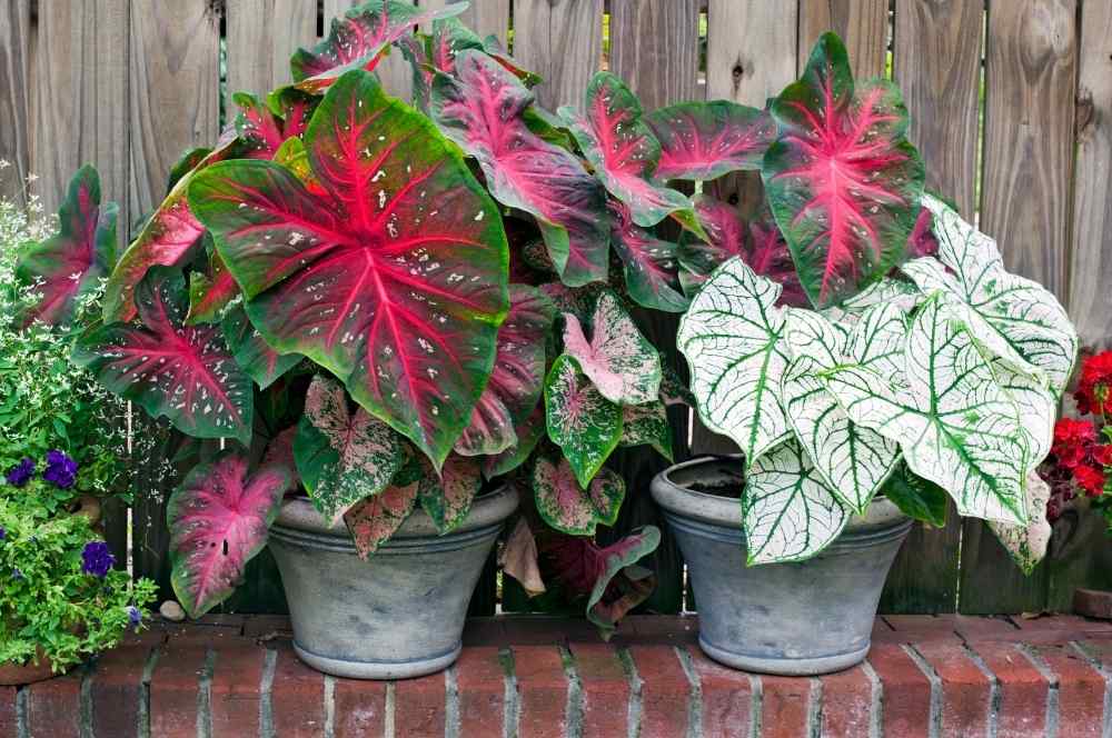 red and green potted caladium