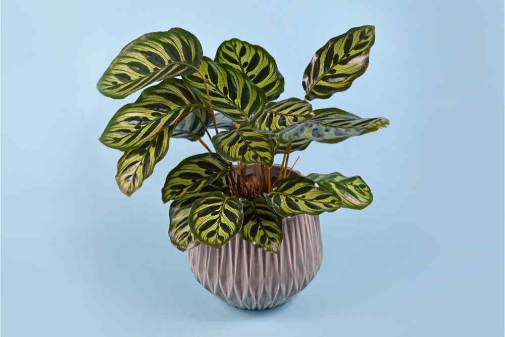 striped foliage in ceramic pot