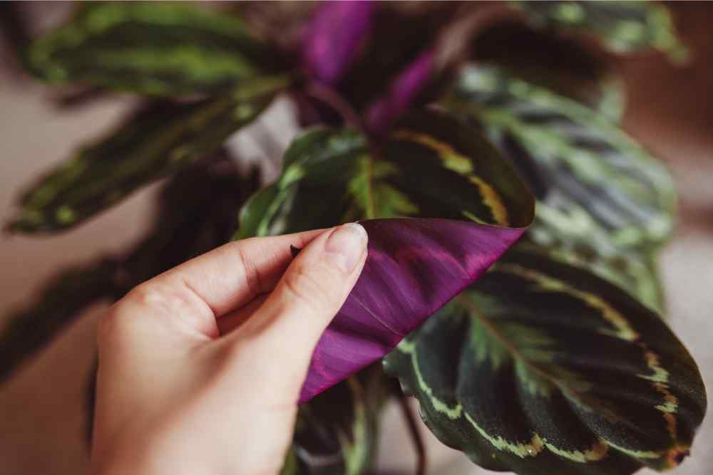 woman touching purple underside of leaf