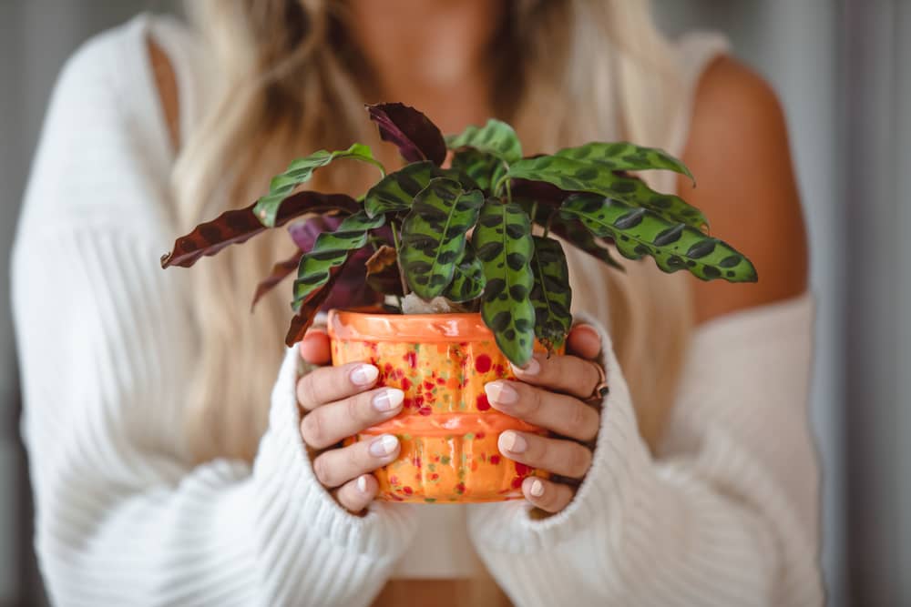 girl holding potted snake plant